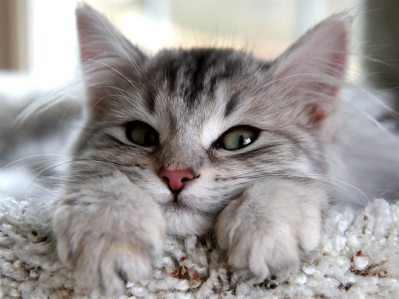 Aloe Vera and Cats: Uncovering the Toxicity Risk  Puainta