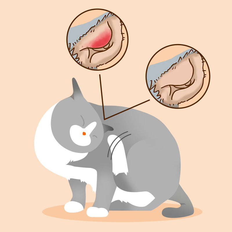 Puainta Quantum Gotas para los Oídos de Plata para Perros y Gatos – Solución Suave para el Cuidado de los Oídos
