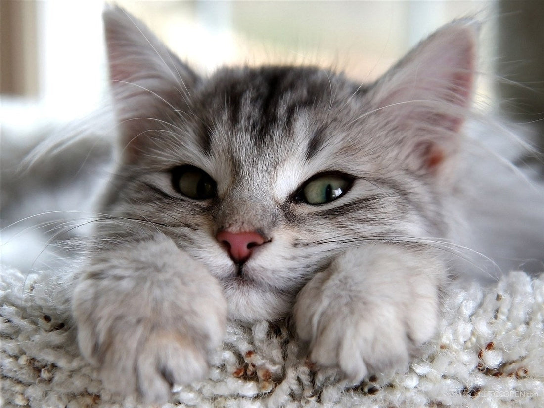 Exploring Rodent Ulcer in Cats