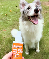 My British Lab developed a yeast infection under his neck. Puainta spray took care of it quickly. I try to always keep it on hand.