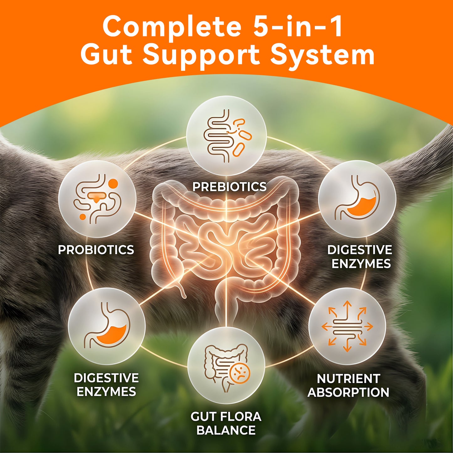 Puainta® Dual-Action Pet Probiotics