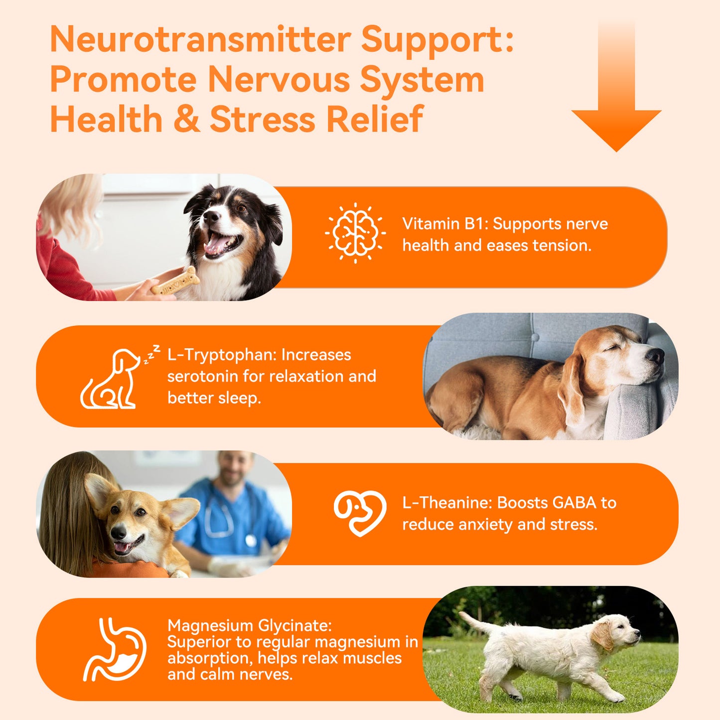 Puainta Calming Chews for Dogs – Natural Stress & Anxiety Support