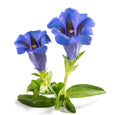 Genciana