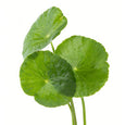 Centella Asiática